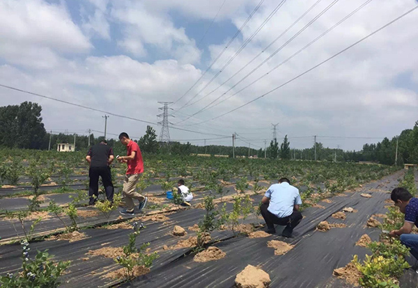 上海生態防草布批發