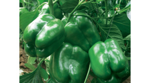 吉林高产甜椒种子种植