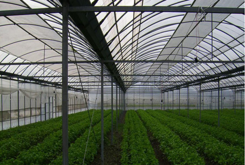 溫室大棚造價成本是多少/溫室大棚適合種植什么作物/萬紅