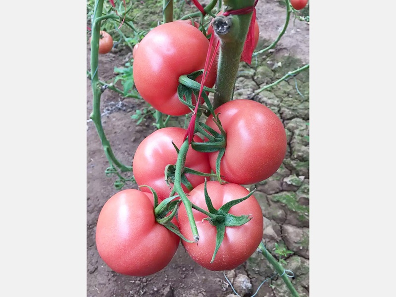 辽宁口感番茄多少钱