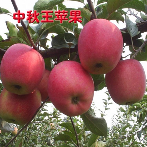 蘋果樹苗廠商-想要蘋果樹苗就來碩果苗木種植合作社