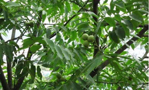 達州核桃樹-想要易種植的核桃樹就來碩果苗木種植合作社