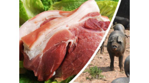 昌乐营养黑猪肉价格