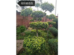 北京東北連翹哪里有,多季梅種植