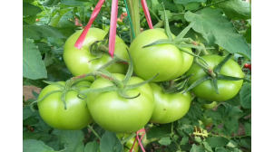 四川口感番茄种子种苗多少钱
