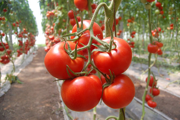 陕西耐低温大果西红柿种苗多少钱