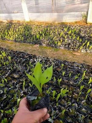 北京羽毛玉簪小苗种植