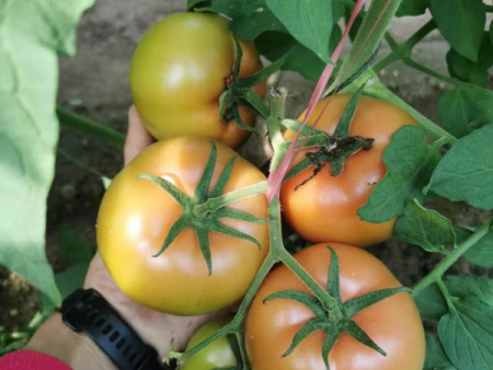 河南西红柿种子种苗哪家好