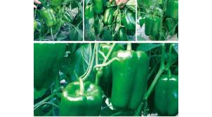 淄博高产甜椒种子种植
