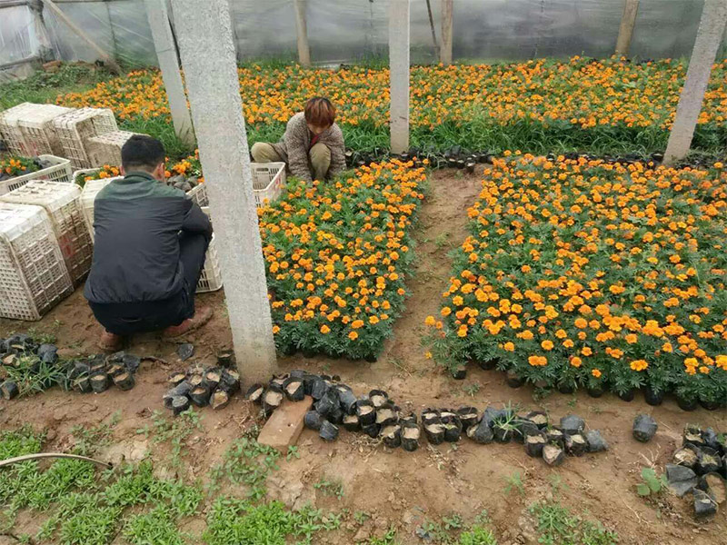 贵州万寿菊杯苗种植基地