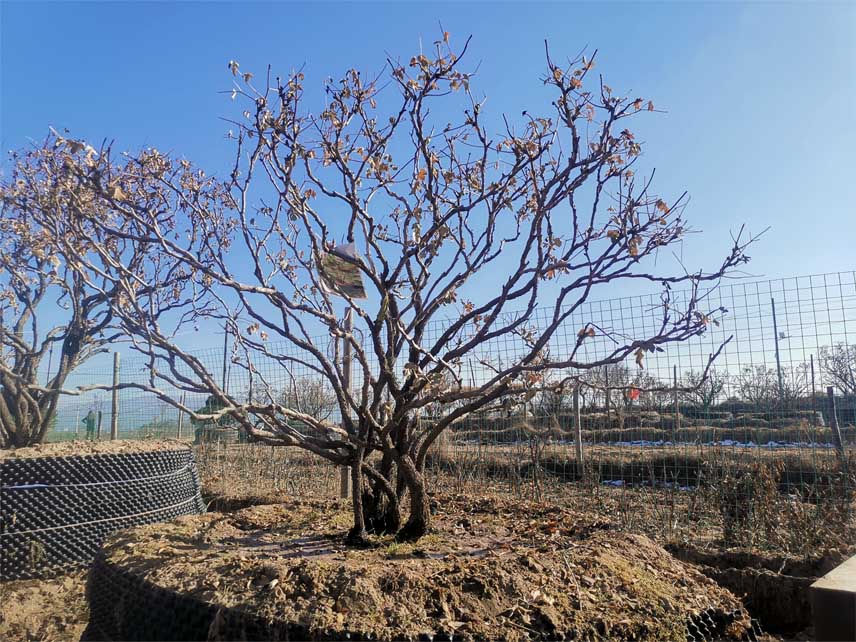 上海牡丹樹培育基地