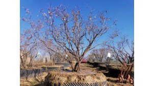 北京牡丹树栽培基地