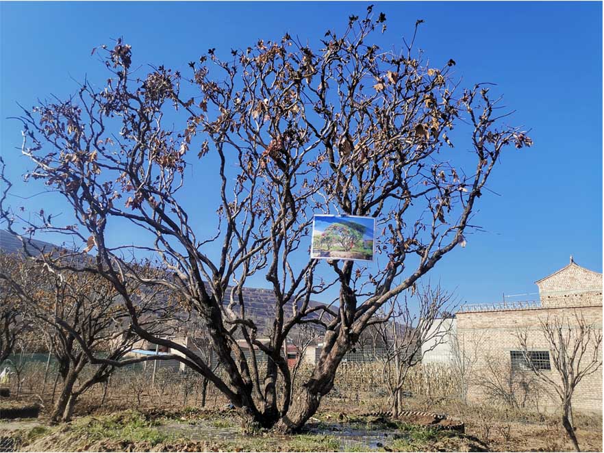 北京牡丹幼苗种植