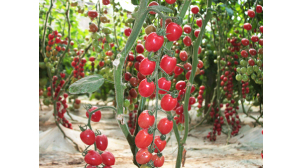 新疆西红柿种子多少钱