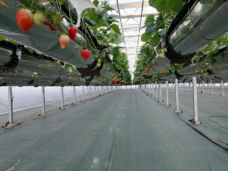 安徽空中草莓承建商,空中草莓園安裝