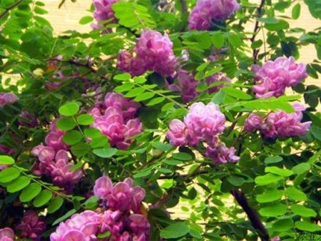 兰州苗木基地告知大家紫丁香苗木的栽培技术要点